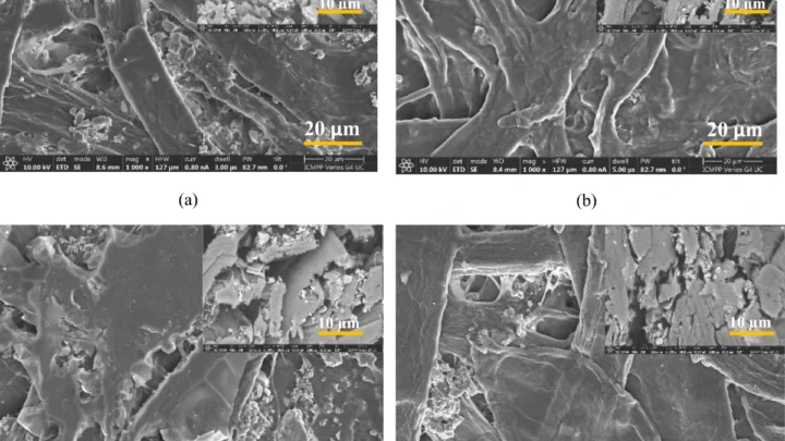 Four SEM views of uncoated and chitosan-coated paper, with cross-section insets and original scale bars